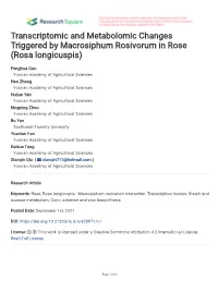 Transcriptomic and Metabolomic Changes Triggered by Macrosiphum Rosivorum in Rose (Rosa Longicuspis)
