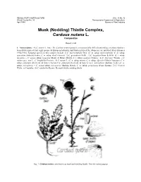(Nodding) Thistle Complex, Carduus Nutans L. Compositae