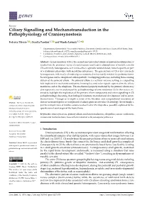 Ciliary Signalling and Mechanotransduction in the Pathophysiology of Craniosynostosis