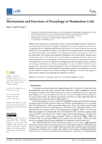 Mechanisms and Functions of Pexophagy in Mammalian Cells