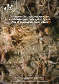 Outer Ards Modiolus Modiolus Report