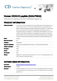 Human HOXA10 Peptide (DAG-P0642) This Product Is for Research Use Only and Is Not Intended for Diagnostic Use