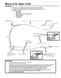 Bones of the Upper Limb