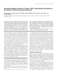Stomatin-Related Olfactory Protein, SRO, Specifically Expressed in The