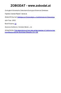 First Descriptions of Two New Amber Species of Cyphomyrmex From