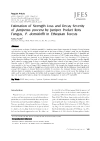 Estimation of Strength Loss and Decay Severity of Juniperus Procera by Juniper Pocket Rots Fungus, P. Demidoffii in Ethiopian Forests