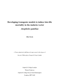 Developing Transgenic Models to Induce Late-Life Mortality in the Malaria Vector Anopheles Gambiae