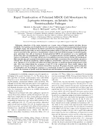 Rapid Translocation of Polarized MDCK Cell Monolayers by Leptospira Interrogans, an Invasive but Nonintracellular Pathogen Michele A