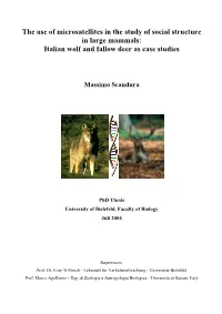 The Use of Microsatellites in the Study of Social Structure in Large Mammals: Italian Wolf and Fallow Deer As Case Studies