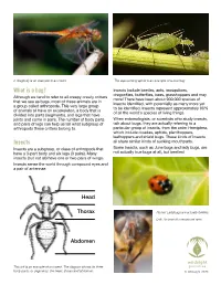Bug Backgrounder