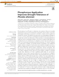 Phosphorous Application Improves Drought Tolerance of Phoebe Zhennan