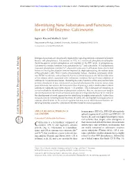 Identifying New Substrates and Functions for an Old Enzyme: Calcineurin