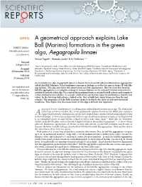 A Geometrical Approach Explains Lake Ball (Marimo) Formations in The