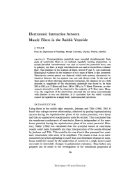Electrotonic Interaction Between Muscle Fibers in the Rabbit Ventricle