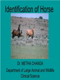 Identification of Horse