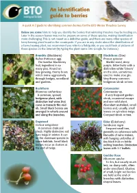 An Identification Guide to Berries