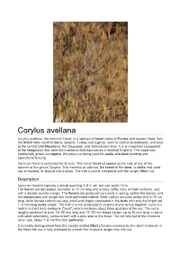 Corylus Avellana