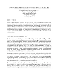 Injectable Anesthesia in South American Camelids