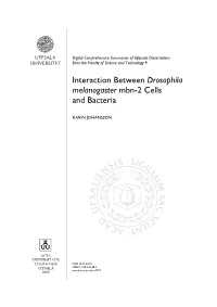 Interaction Between Drosophila Melanogaster Mbn-2 Cells and Bacteria