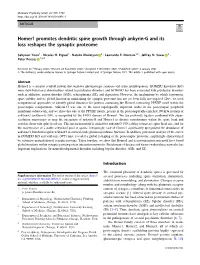 Homer1 Promotes Dendritic Spine Growth Through Ankyrin-G and Its Loss Reshapes the Synaptic Proteome