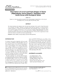 Description of Larval and Pupal Stages of Tipula (Nippotipula) Sinica (Diptera, Tipulidae) from South Korea with Ecological Notes