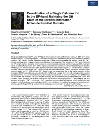 Coordination of a Single Calcium Ion in the EF-Hand Maintains the Off State of the Stromal Interaction Molecule Luminal Domain