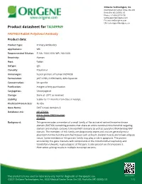 FASTKD3 Rabbit Polyclonal Antibody – TA349969 | Origene