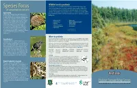 Peatlands Many Wildlife Species Use Peatlands for Part of Their Life Cycle, Whether for Breeding, Feeding, Species Focus Cover Or Nesting