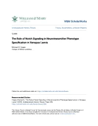 The Role of Notch Signaling in Neurotransmitter Phenotype Specification in Enopusx Laevis