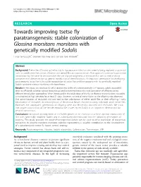 Towards Improving Tsetse Fly Paratransgenesis: Stable