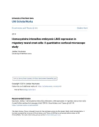 Homocysteine Intensifies Embryonic LIM3 Expression in Migratory Neural Crest Cells: a Quantitative Confocal Microscope Study