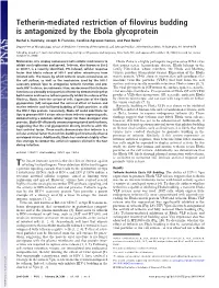 Tetherin-Mediated Restriction of Filovirus Budding Is Antagonized by the Ebola Glycoprotein