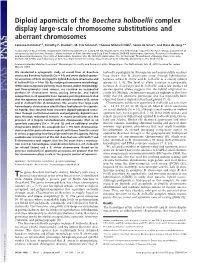 Diploid Apomicts of the Boechera Holboellii Complex Display Large-Scale Chromosome Substitutions and Aberrant Chromosomes