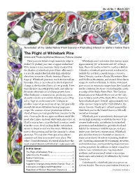 The Plight of Whitebark Pine