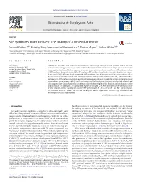 ATP Synthases from Archaea: the Beauty of a Molecular Motor