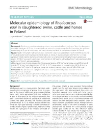Molecular Epidemiology of Rhodococcus Equi in Slaughtered