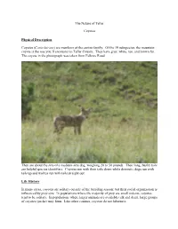 The Nature of Teller Coyotes Physical Description Coyotes (Canis Latrans