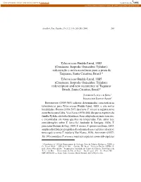 Tylos Niveus Budde-Lund, 1885 (Crustacea: Isopoda: Oniscidea