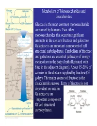 Metabolism of Monosaccharides and Disaccharides Glucose Is the Most Common Monosaccharide Consumed by Humans