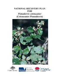Pomaderris Cotoneaster (Cotoneaster Pomaderris)