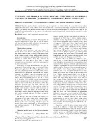 Typology and Profile of Spine Muscles. Structure of Myofibrils and Role of Protein Components – Review of Current Literature