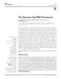 The Dynamic Secyeg Translocon