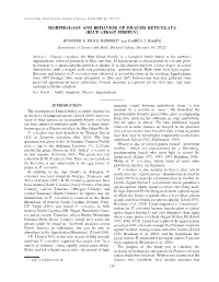 Morphology and Behavior of Phausis Reticulata (Blue Ghost Firefly)