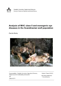 Analysis of MHC Class II and Monogenic Eye Diseases in the Scandinavian Wolf Population
