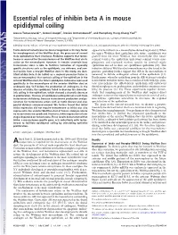 Essential Roles of Inhibin Beta a in Mouse Epididymal Coiling