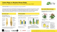 Onion Thrips Vs Western Flower Thrips What’S the Difference? Identification, Monitoring & Damage Patterns