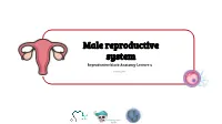 Lecture (4) Anatomy of Male Reproductive System.Pdf