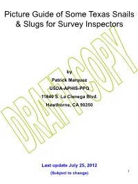 Picture Guide of Some Texas Snails & Slugs for Survey Inspectors