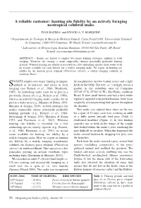 Hunting Site Fidelity by an Actively Foraging Neotropical Colubrid Snake