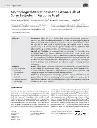 Morphological Alterations in the External Gills of Some Tadpoles in Response to Ph
